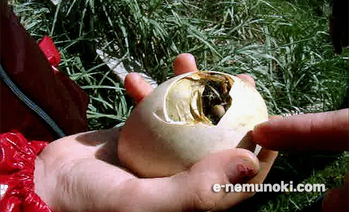 ケワタガモの孵化